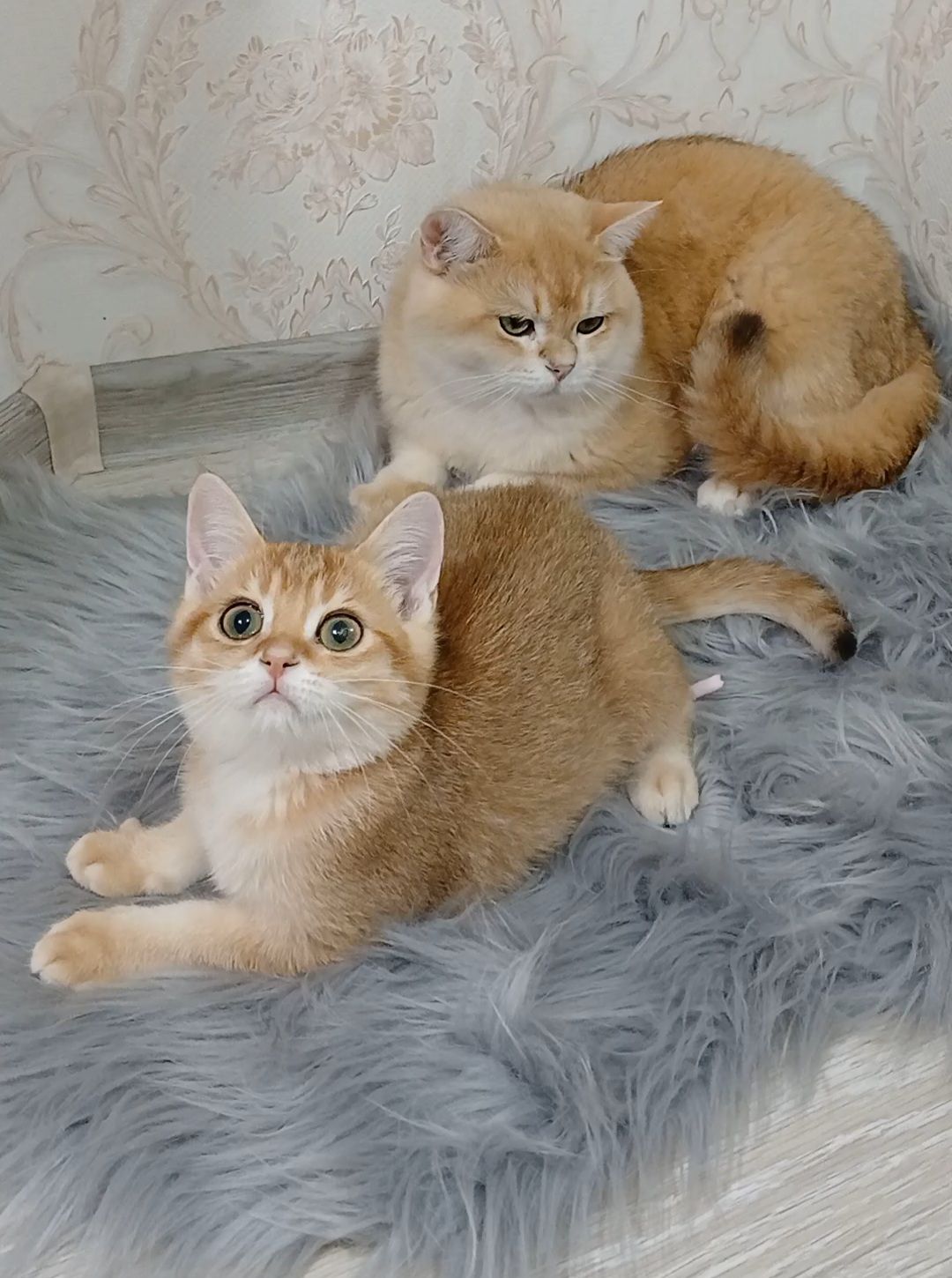 Золота шиншила