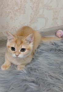 Золота шиншила
