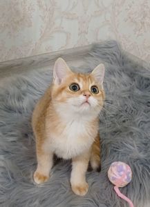 Золота шиншила