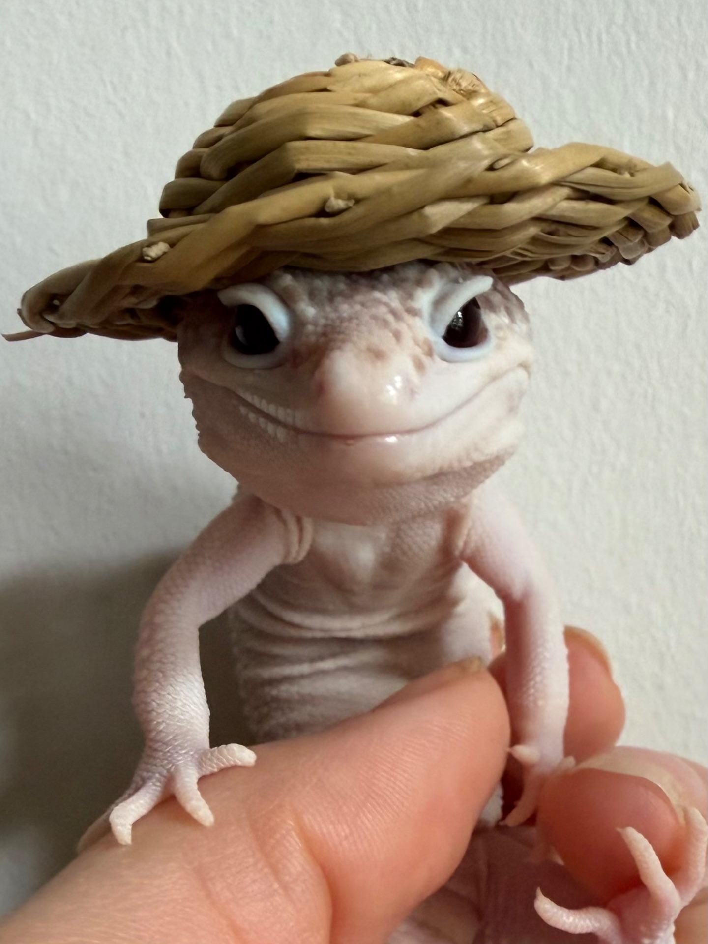 Продам эублефара, самец