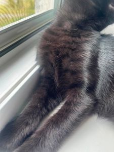 Кошеня з секретом