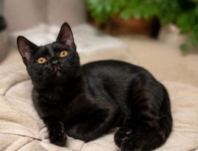 Кошеня з секретом