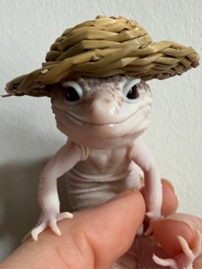 Продам эублефара, самец