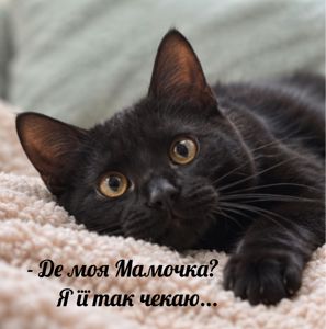 Кошеня з секретом