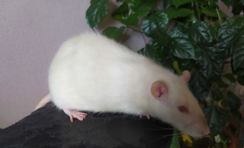 Декоративна криса