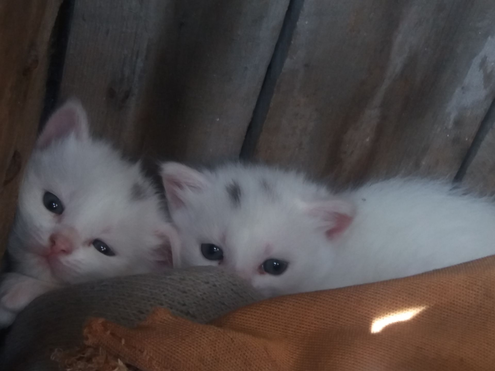 Дівчінка турецької ангори