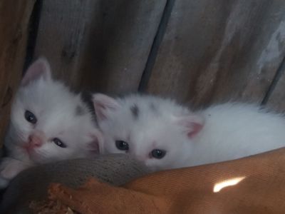 Дівчінка турецької ангори
