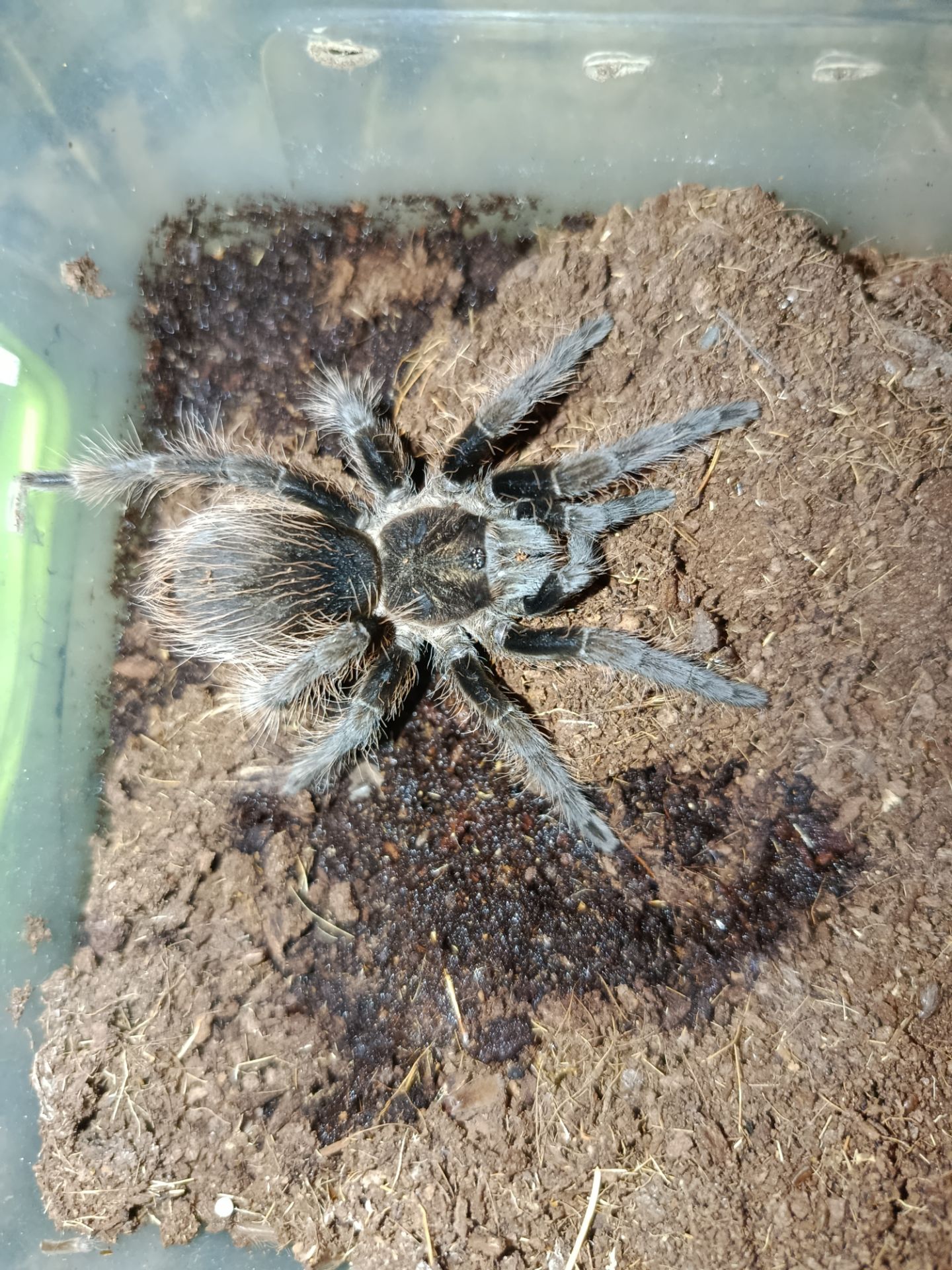 Самка Tliltocatl albopilosus