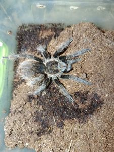 Самка Tliltocatl albopilosus
