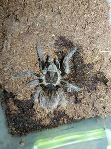 Самка Tliltocatl albopilosus