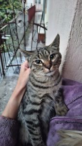 Кошеня шукає домівку