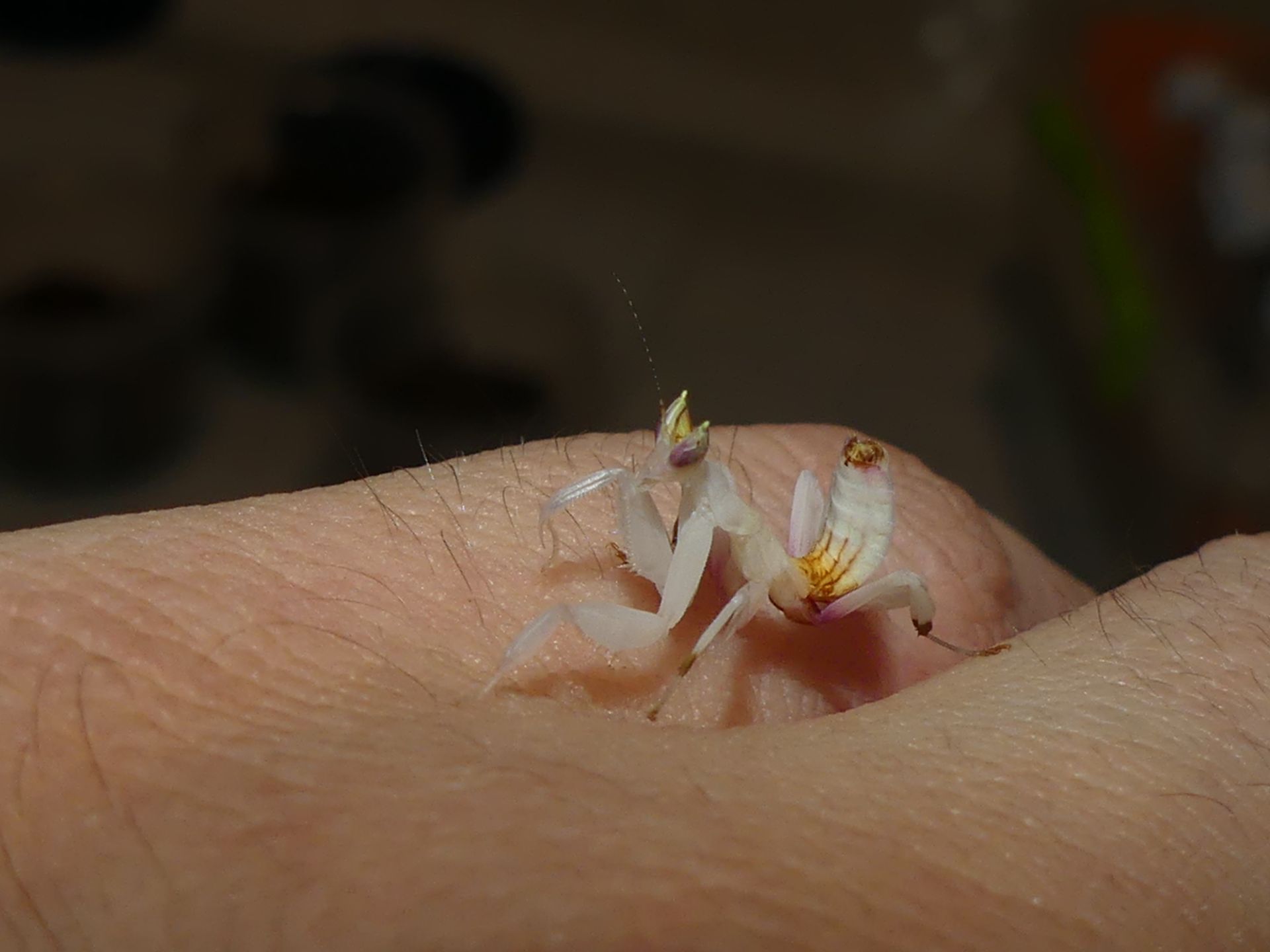 Орхідейний богомол (Hymenopus coronatus)