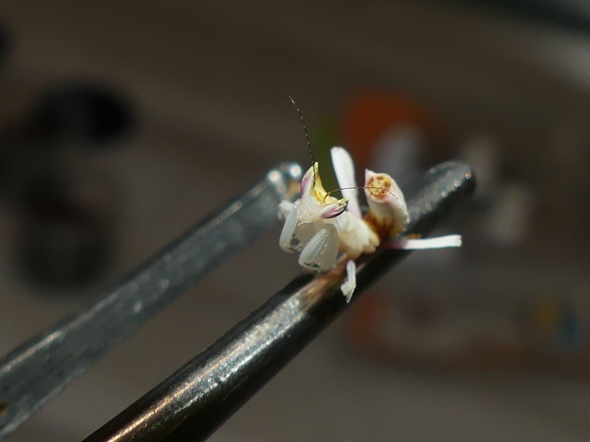 Орхідейний богомол (Hymenopus coronatus)