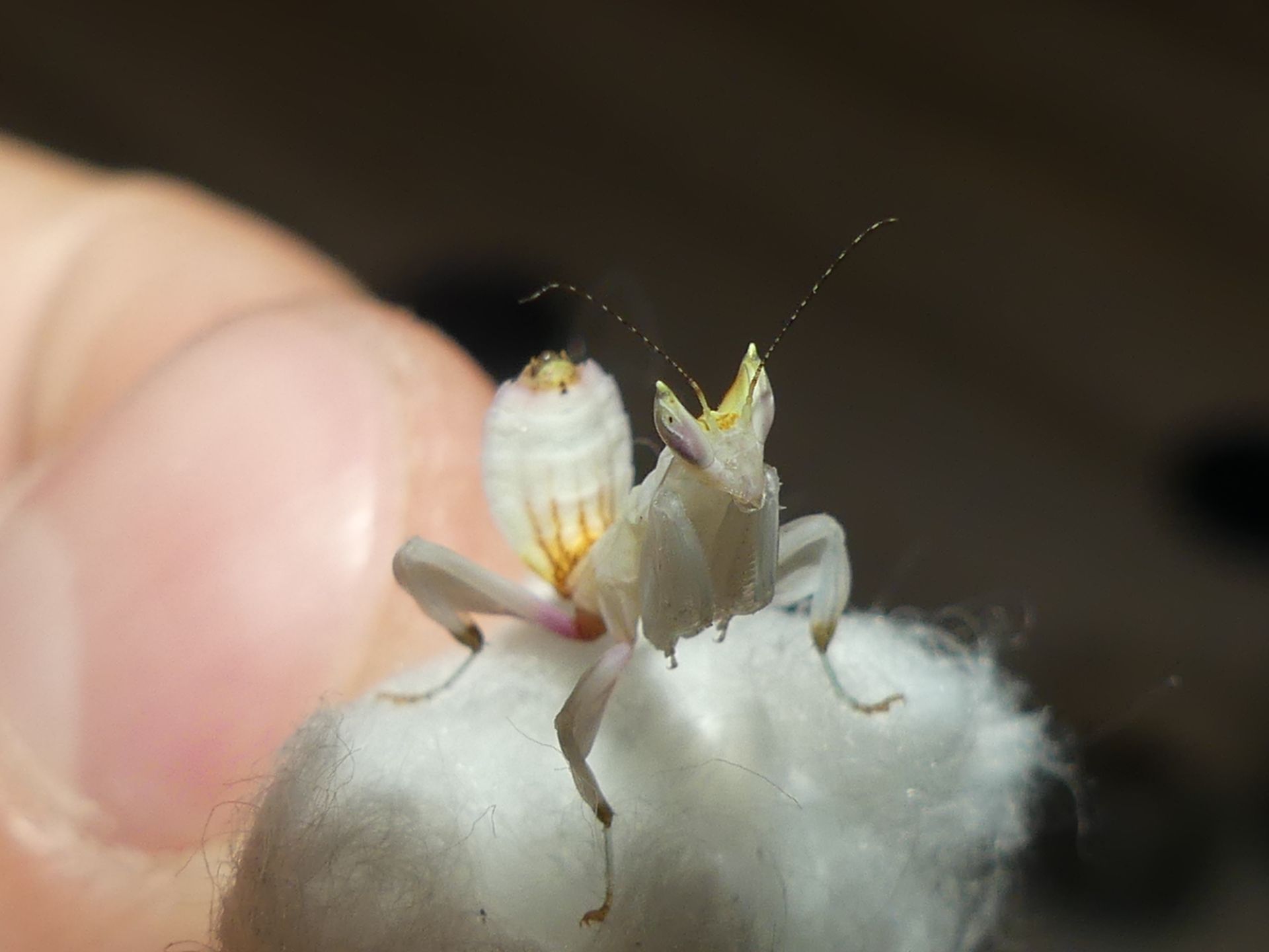 Орхідейний богомол (Hymenopus coronatus)