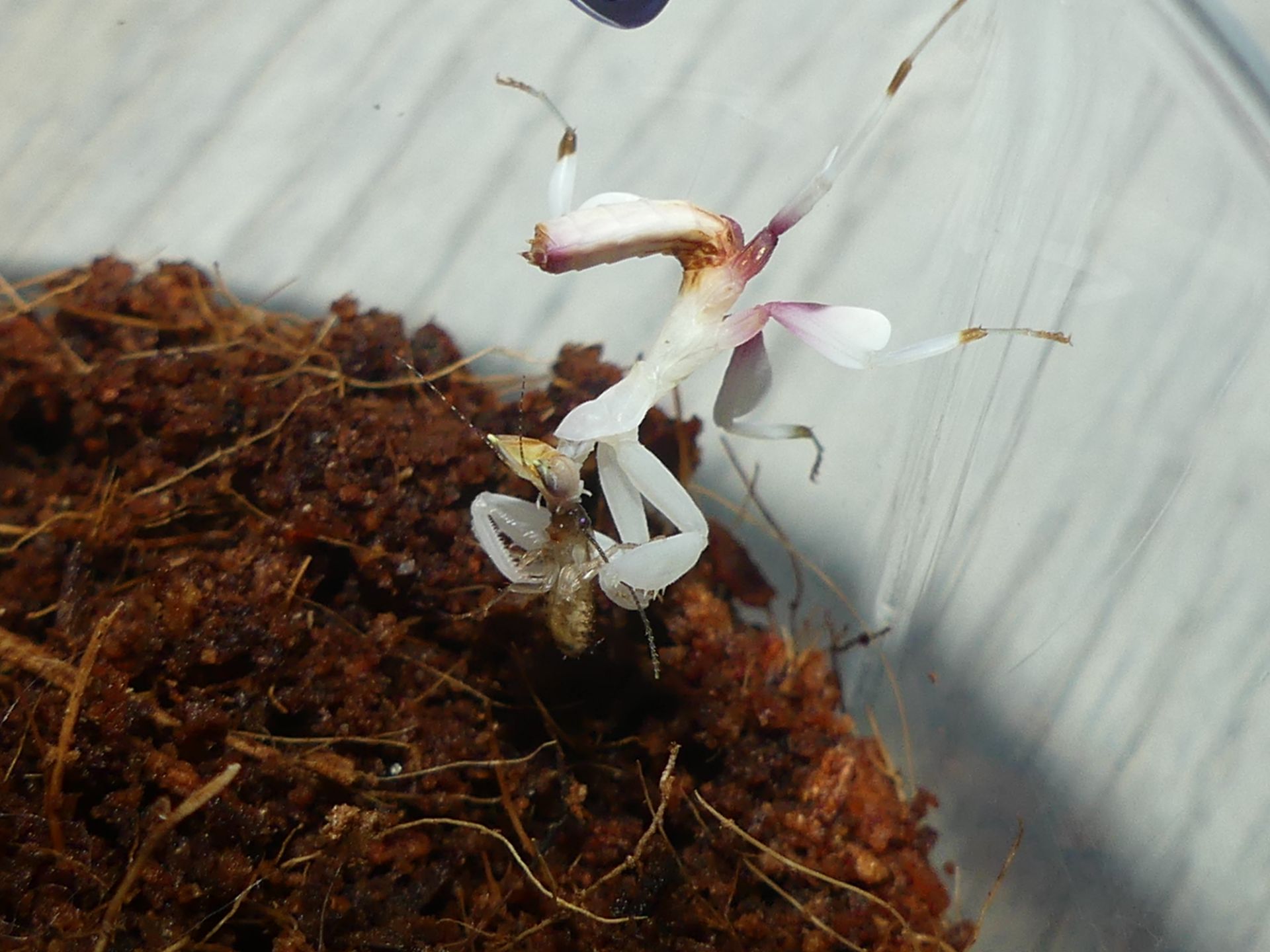 Орхідейний богомол (Hymenopus coronatus)