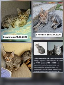 Вік 1 місяць та 4 місяці Метиси Американської короткошорстної