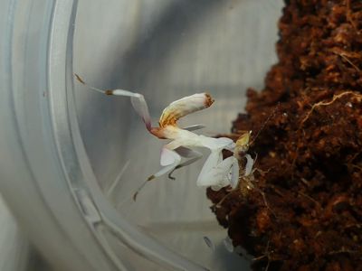Орхідейний богомол (Hymenopus coronatus)