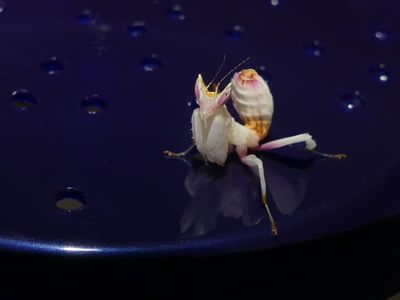 Орхідейний богомол (Hymenopus coronatus)