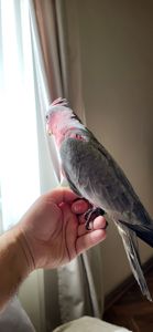 Какаду рожевий ручний хлопчик
