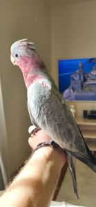 Какаду рожевий ручний хлопчик