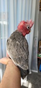 Какаду рожевий дівчинка ручна