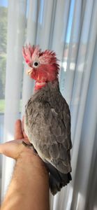 Какаду рожевий дівчинка ручна