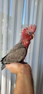 Какаду рожевий дівчинка ручна