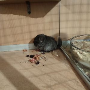Дівчинка шиншила бархат ебоні носійка фіолету, сапфіру, ангори