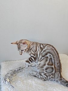 Дівчинка Helen сніжного окрасу