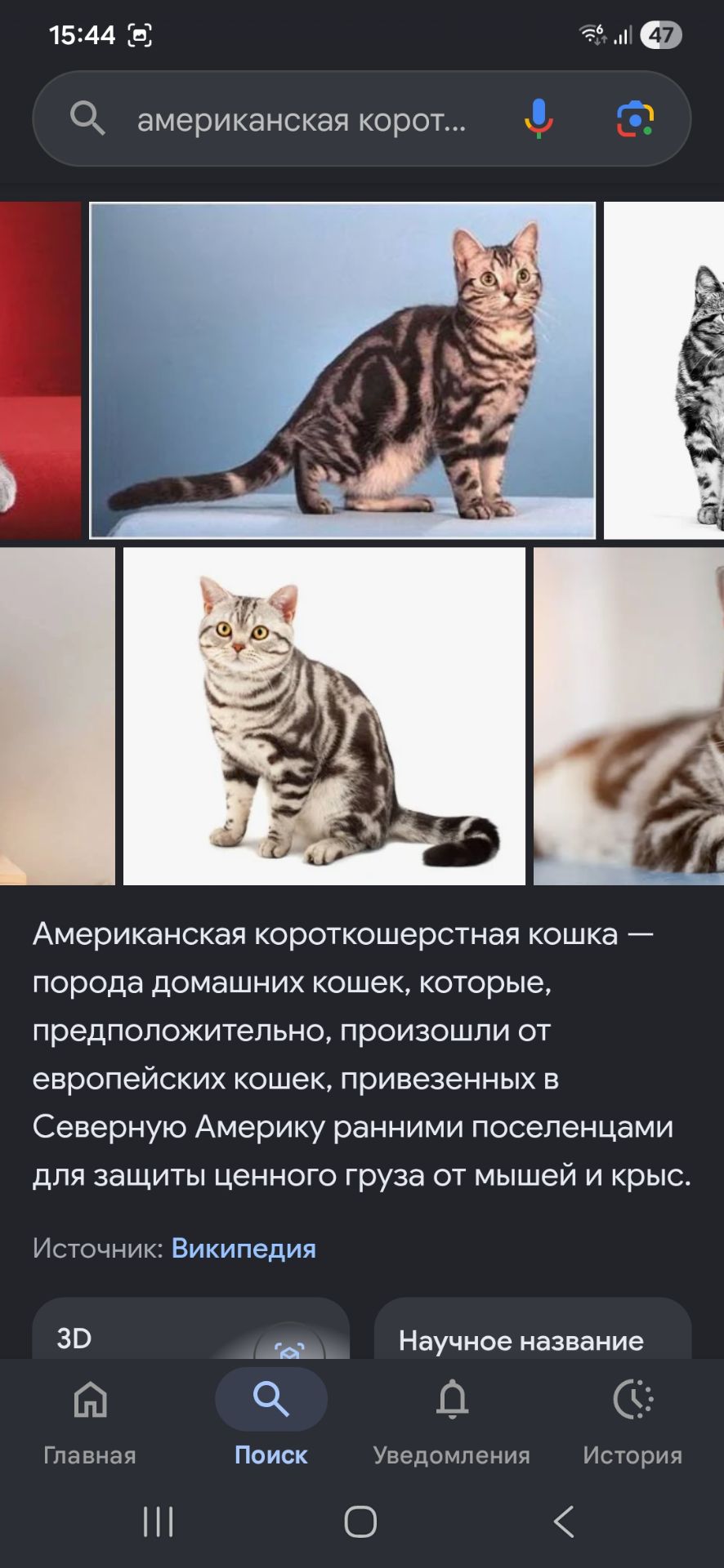 Чорні кошенята вік 1 місяць хлопчик та його сестричка
