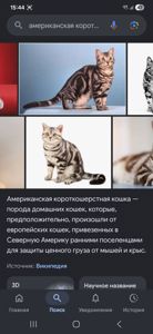 Чорні кошенята вік 1 місяць хлопчик та його сестричка