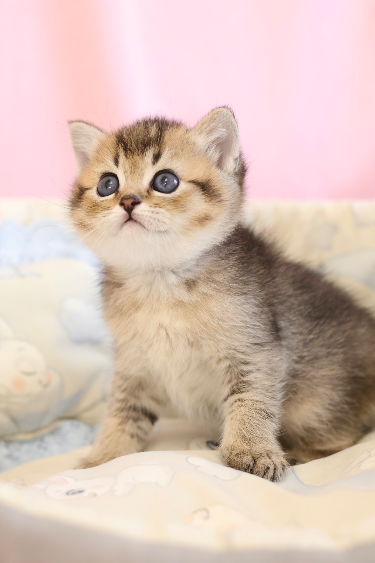 Кошеня Едмон Золота Шиншила