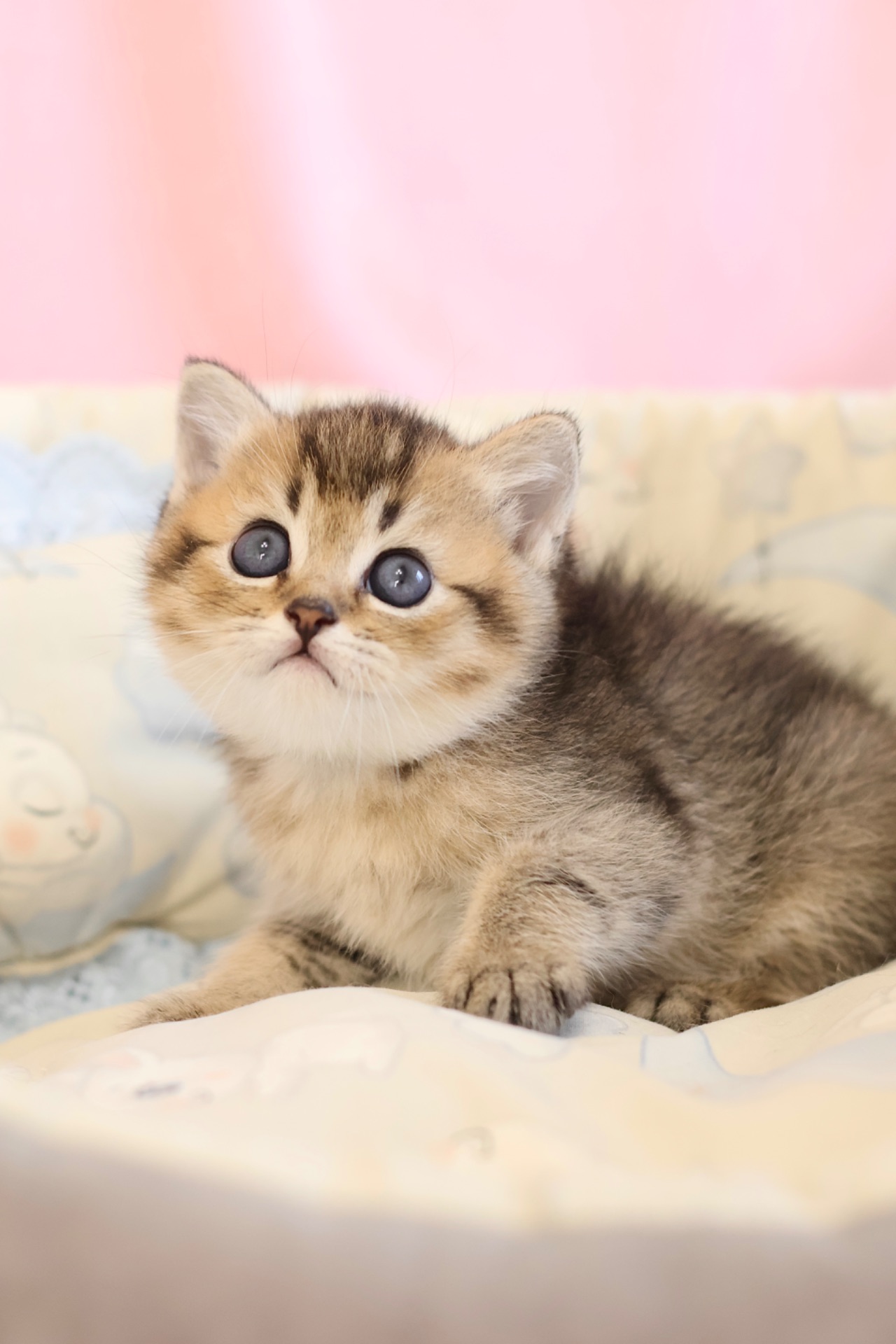 Кошеня Едмон Золота Шиншила