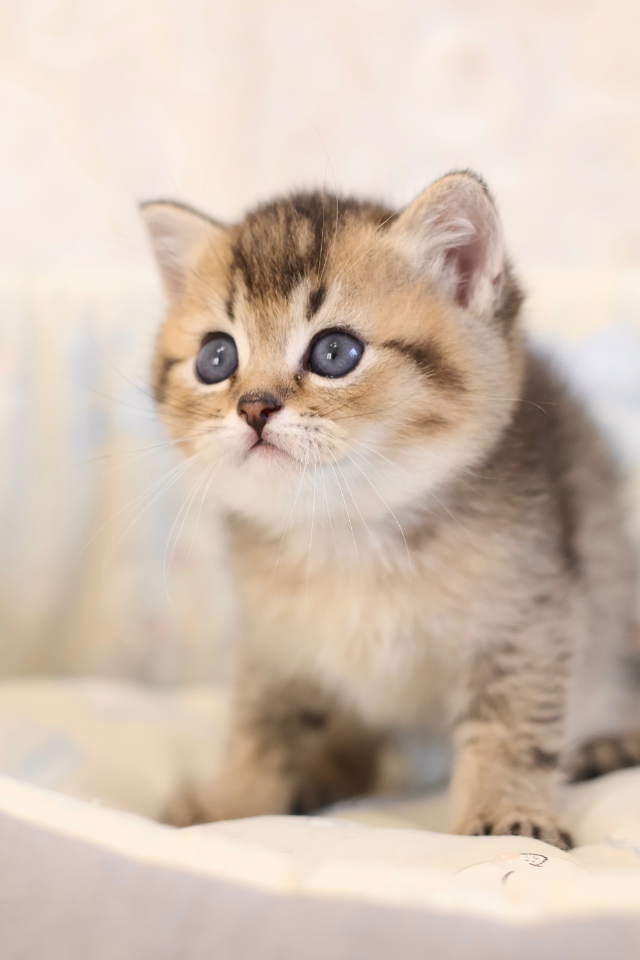 Кошеня Едмон Золота Шиншила