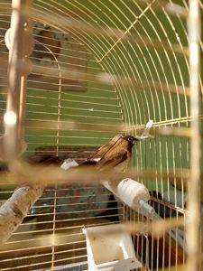 Японські амадини амадина японська