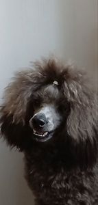 Той пудель