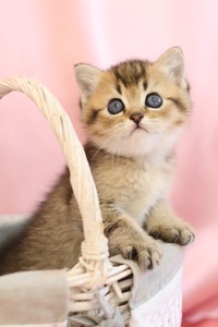 Кошеня Едмон Золота Шиншила
