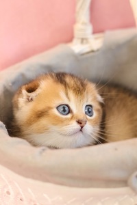 Кошеня Елвіс Золота Шиншила