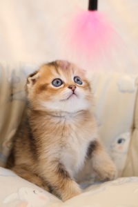 Кошеня Елвіс Золота Шиншила