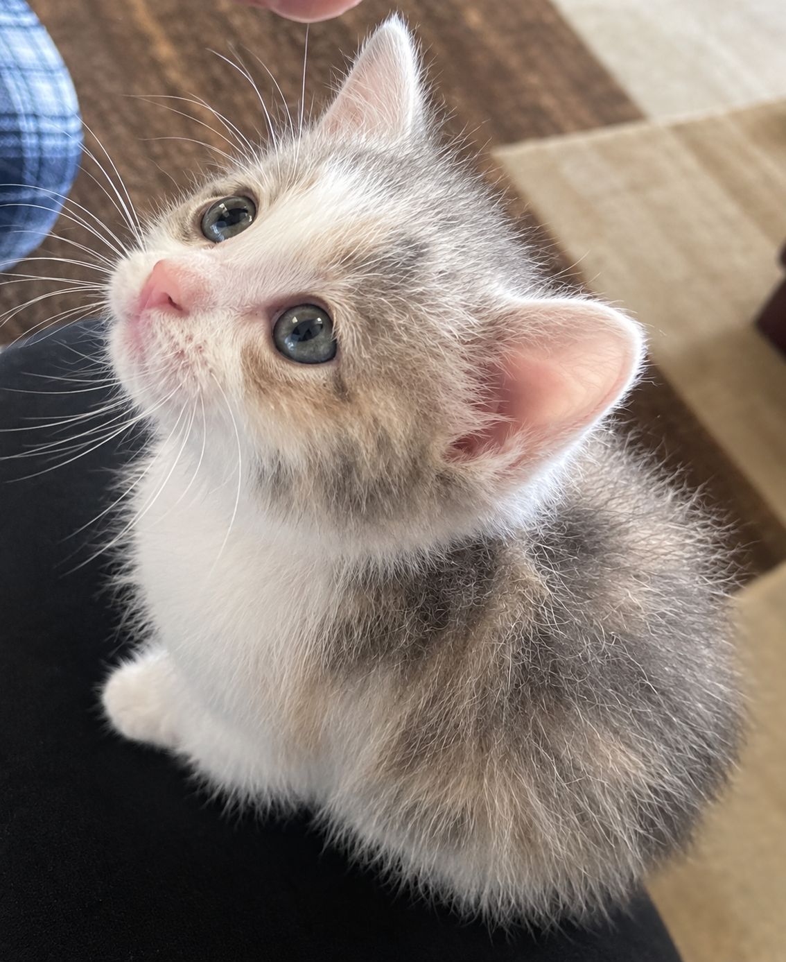 Кошеня 1 міс