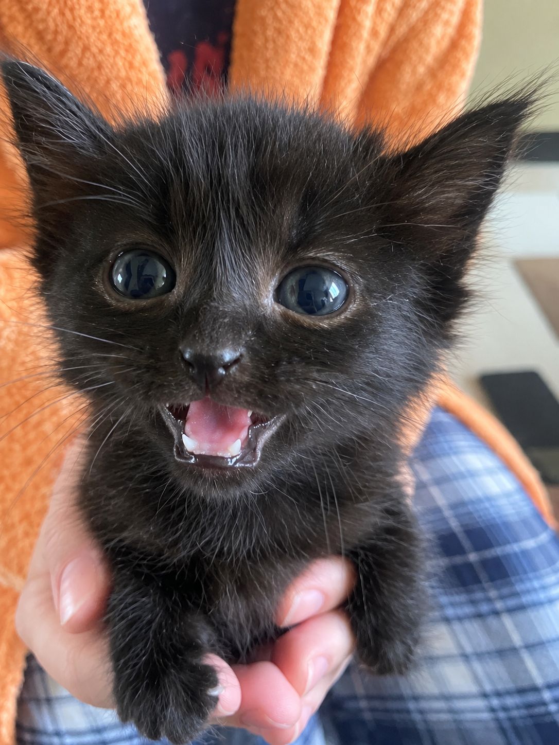 Кошеня 1 міс