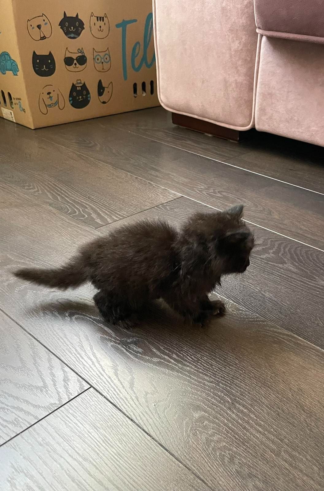 Кошеня 1 міс