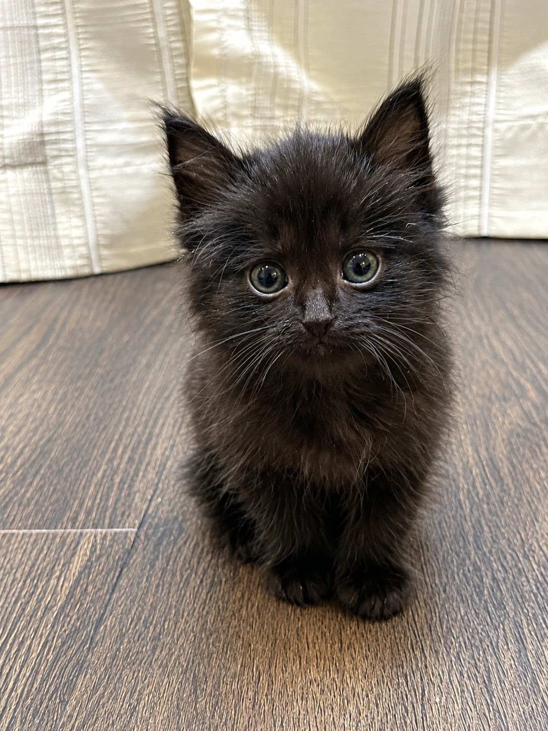 Кошеня 1 міс