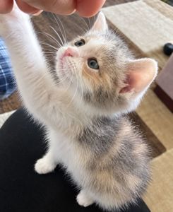 Кошеня 1 міс