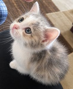 Кошеня 1 міс