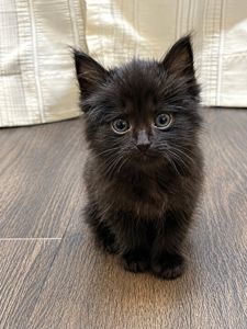 Кошеня 1 міс