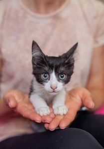 Кошеня Томас