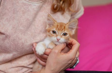 Крихітний Райлі у пошуках дому