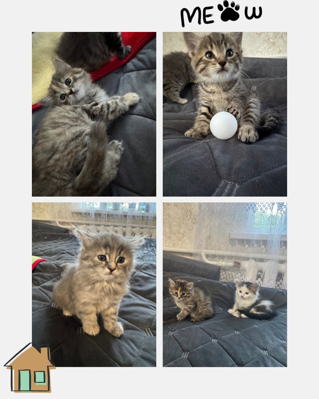 Кошенята