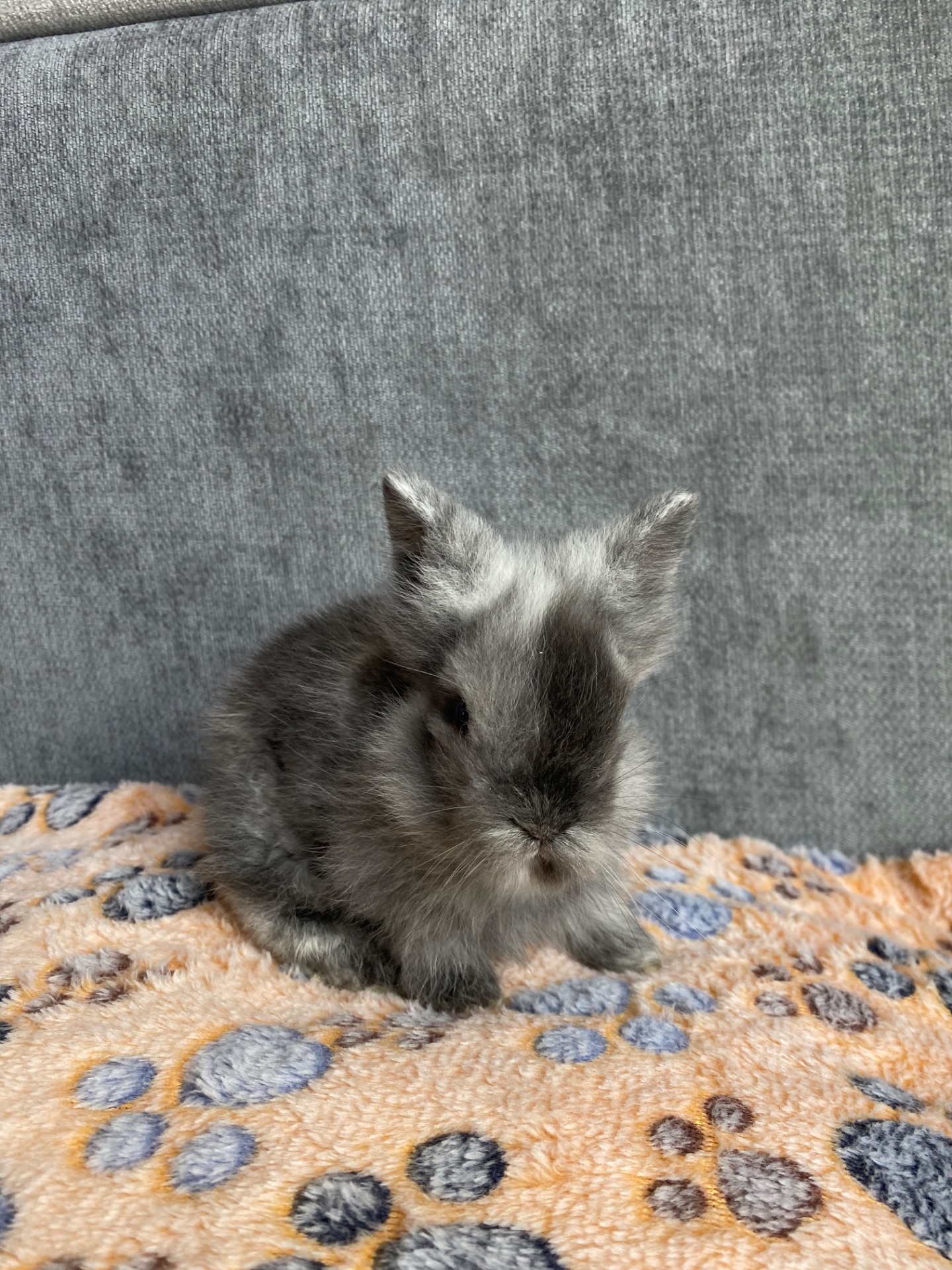 Чарівні Lionhead 🦁